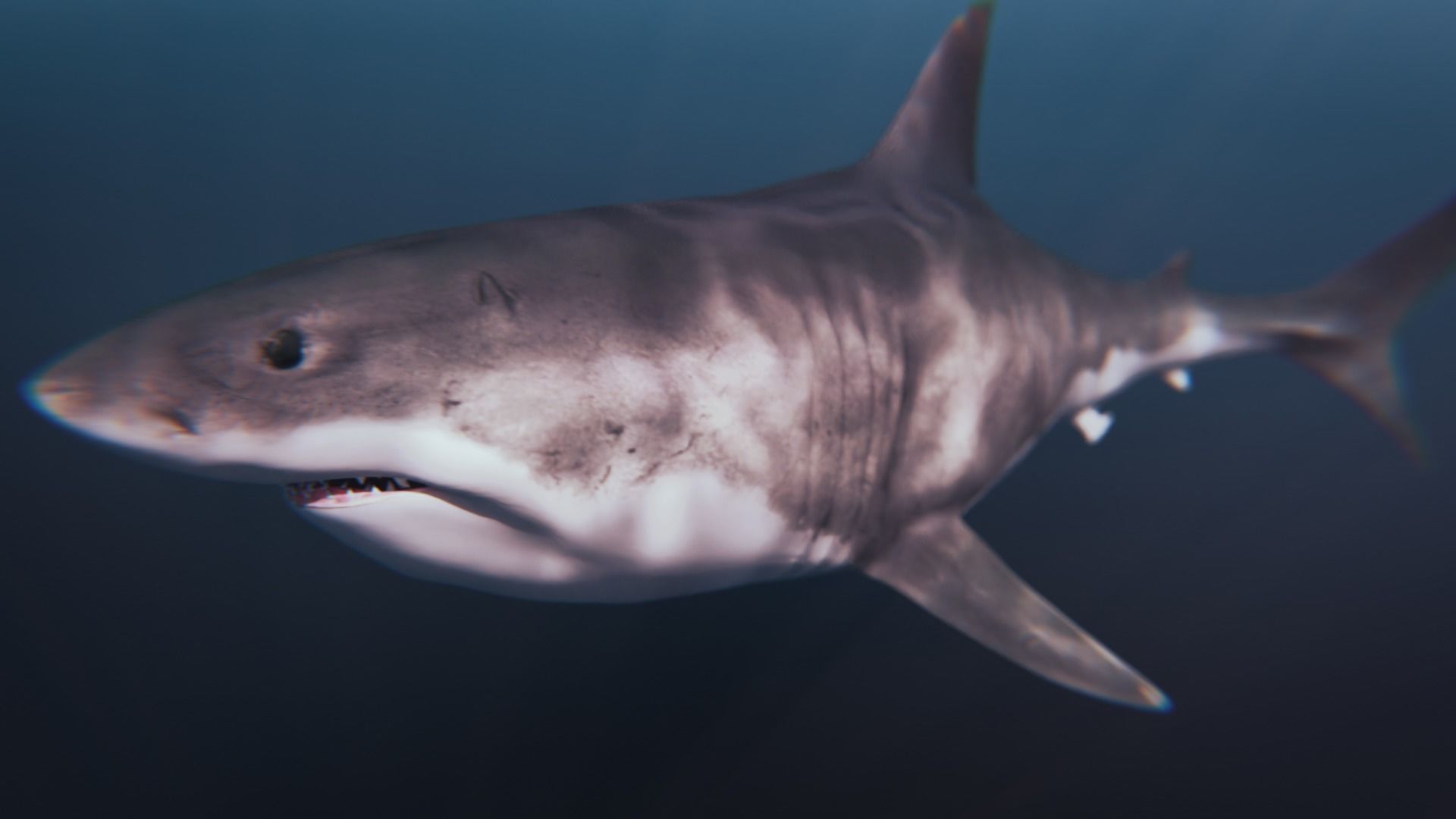 White Shark rigged and animated Blender3D Low-poly 3D model_11