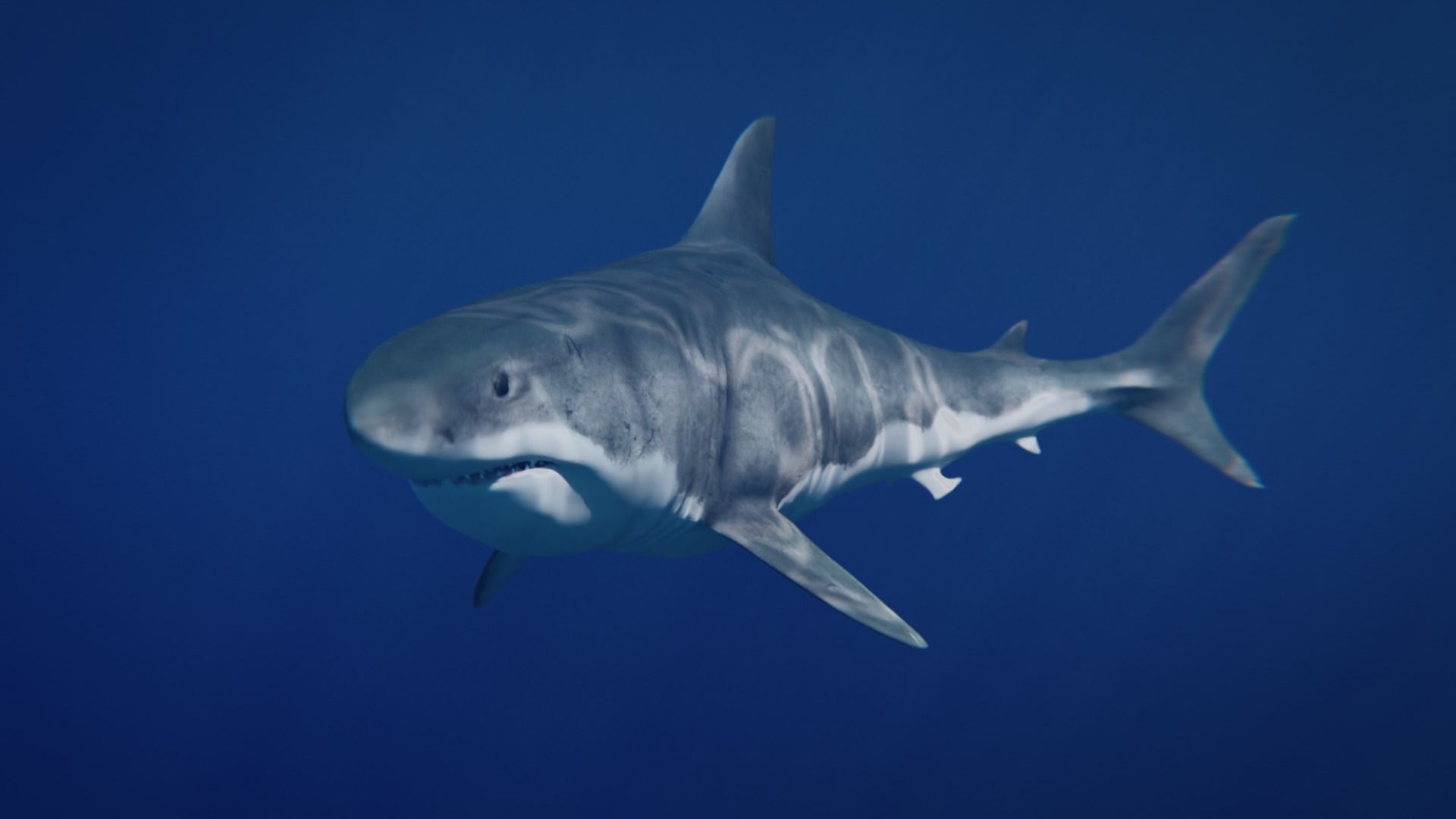White Shark rigged and animated Blender3D Low-poly 3D model_10