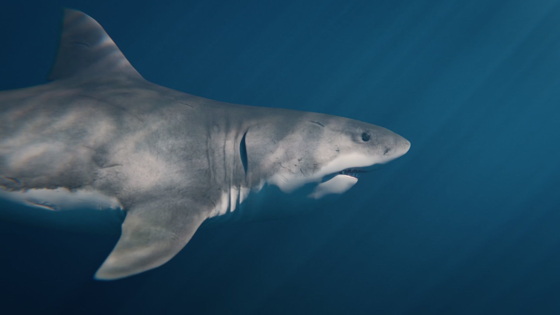 White Shark rigged and animated Blender3D Low-poly 3D model_13