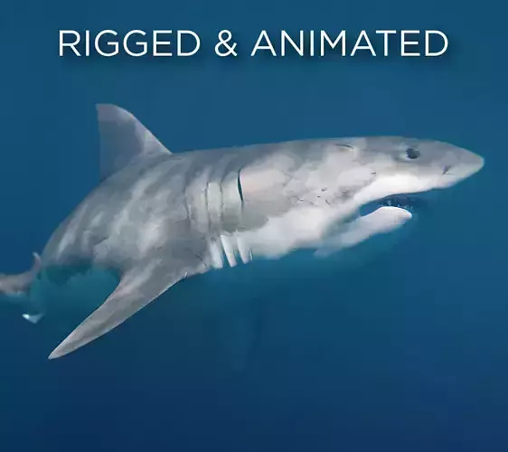 White Shark rigged and animated Blender3D Low-poly 3D model
