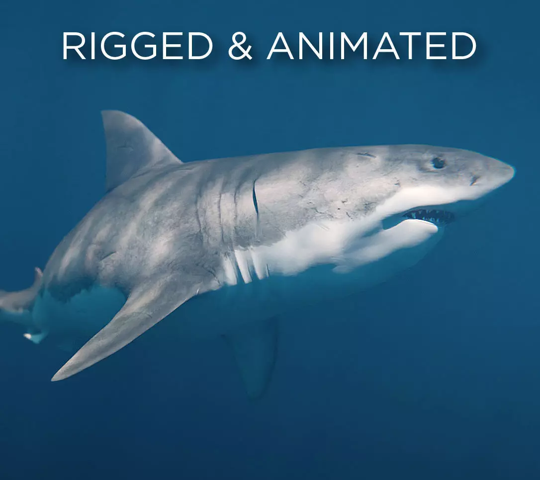 White Shark rigged and animated Blender3D Low-poly 3D model_0