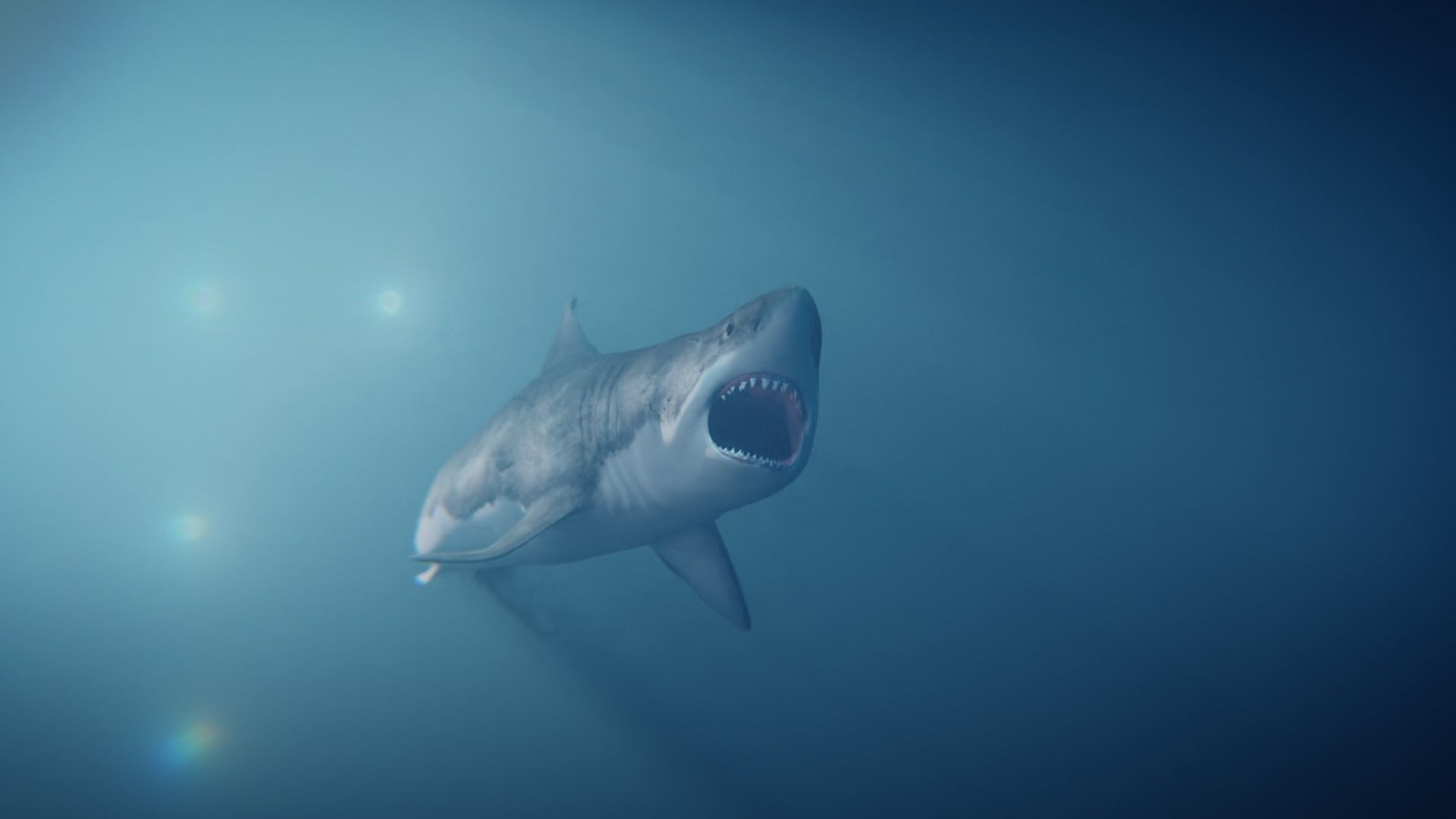 White Shark rigged and animated Blender3D Low-poly 3D model_17