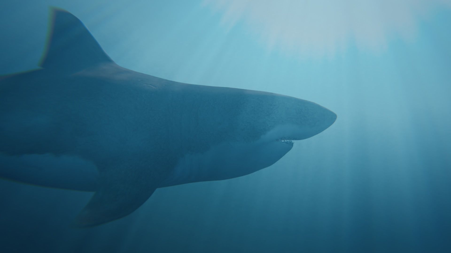 White Shark rigged and animated Blender3D Low-poly 3D model_24