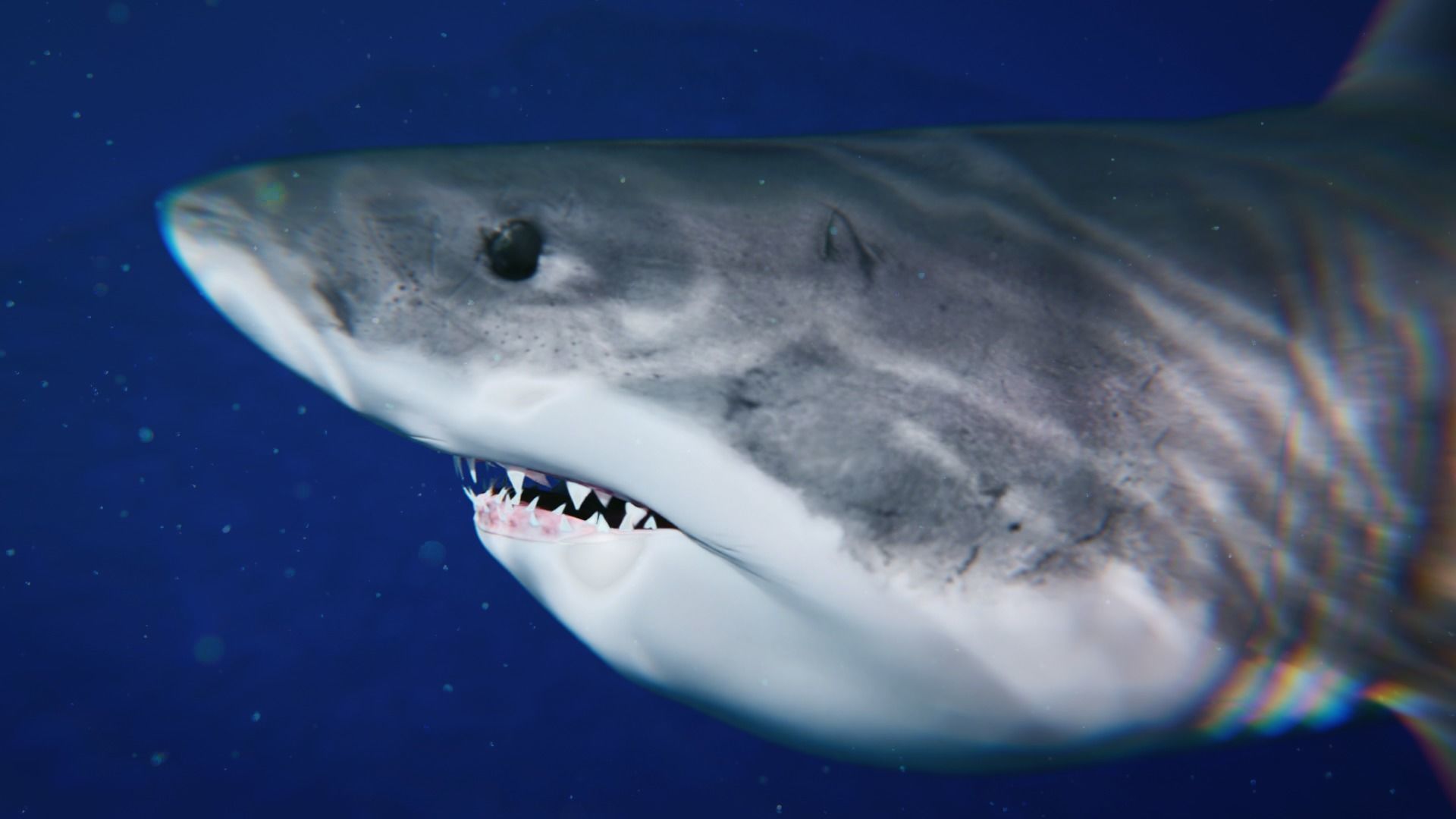 White Shark rigged and animated Blender3D Low-poly 3D model_19