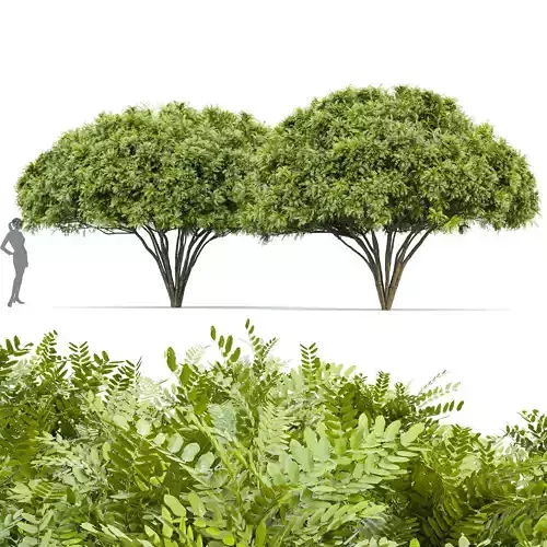 Palo verde 2 trees 3D model