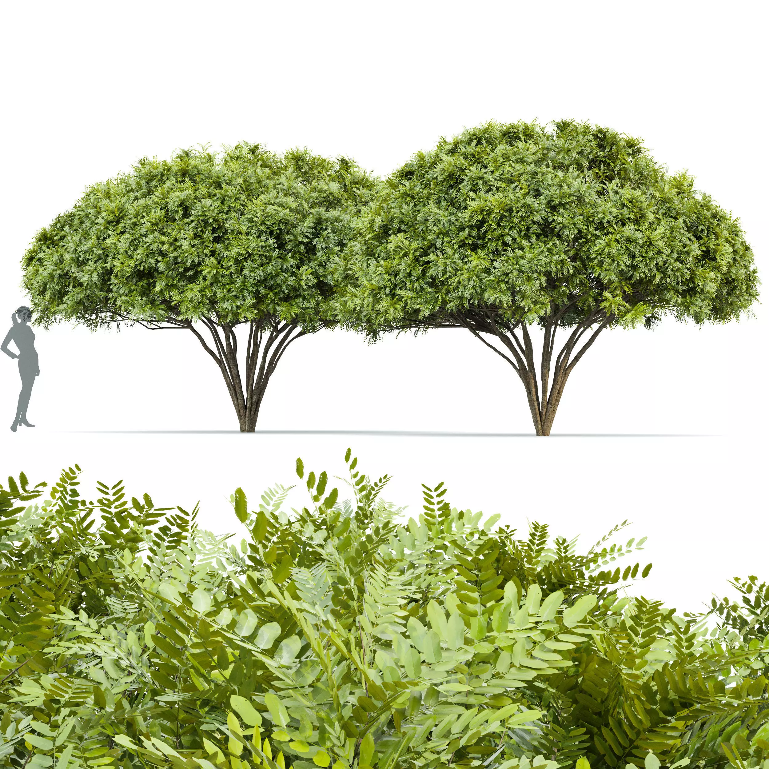 Palo verde 2 trees 3D model