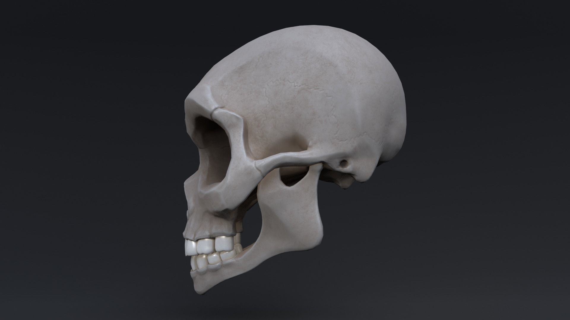 Stylized skull Low-poly 3D model_4