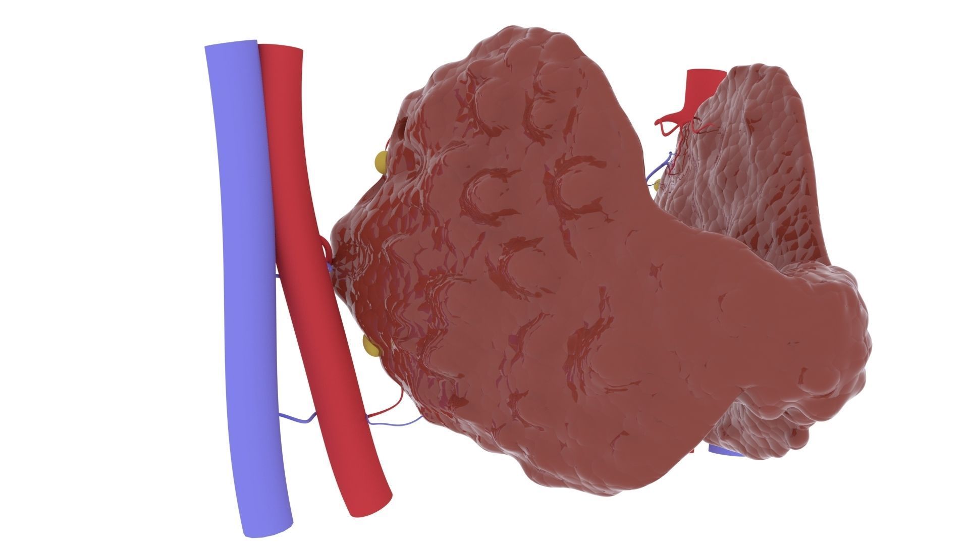 THYROID GLAND FOR 3D printing 3D print model_1