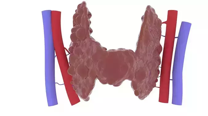THYROID GLAND FOR 3D printing 3D print model