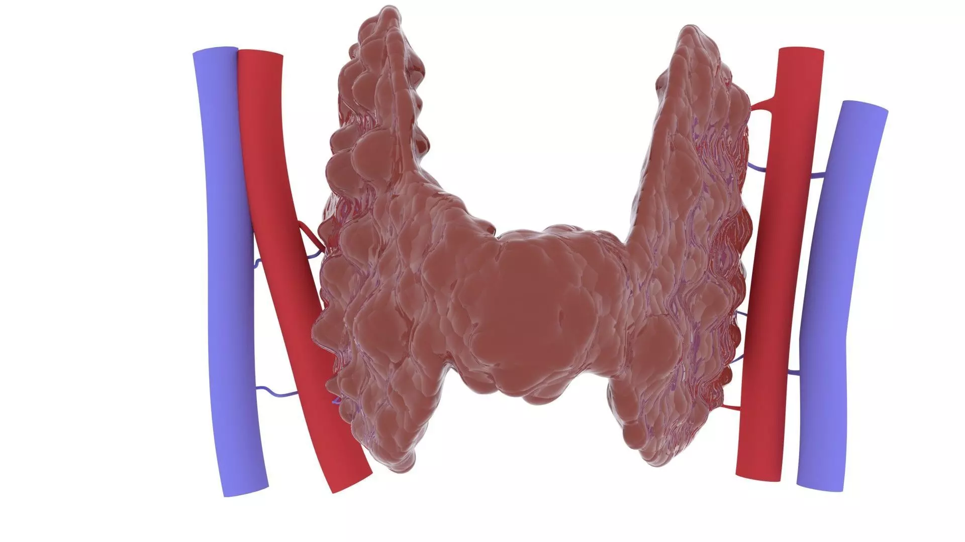THYROID GLAND FOR 3D printing 3D print model_0