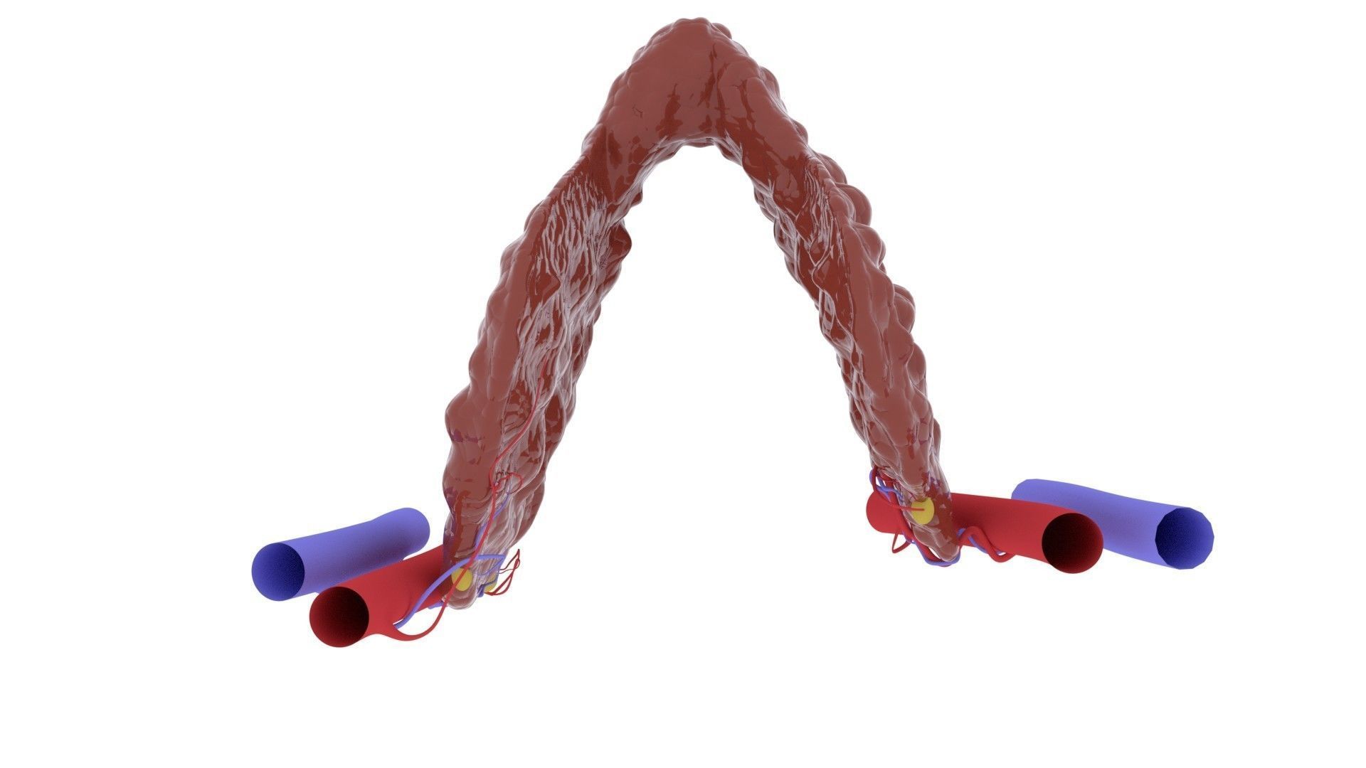 THYROID GLAND FOR 3D printing 3D print model_3