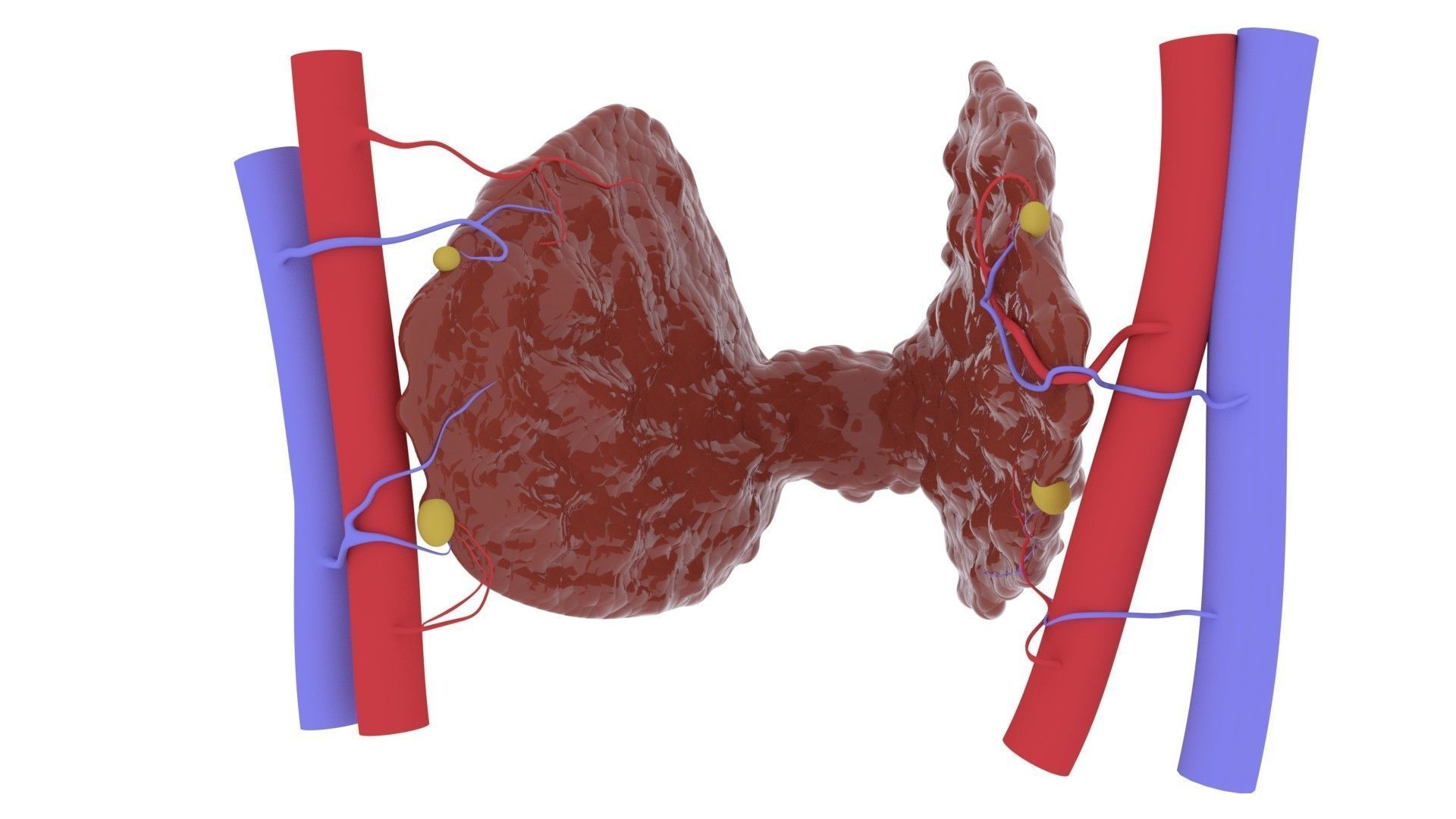 THYROID GLAND FOR 3D printing 3D print model_2