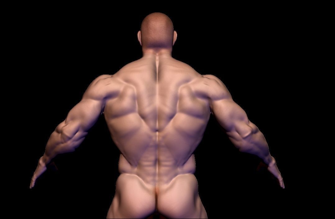 body builder base meash  Low-poly 3D model_6