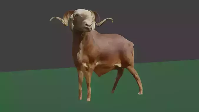 ram goat