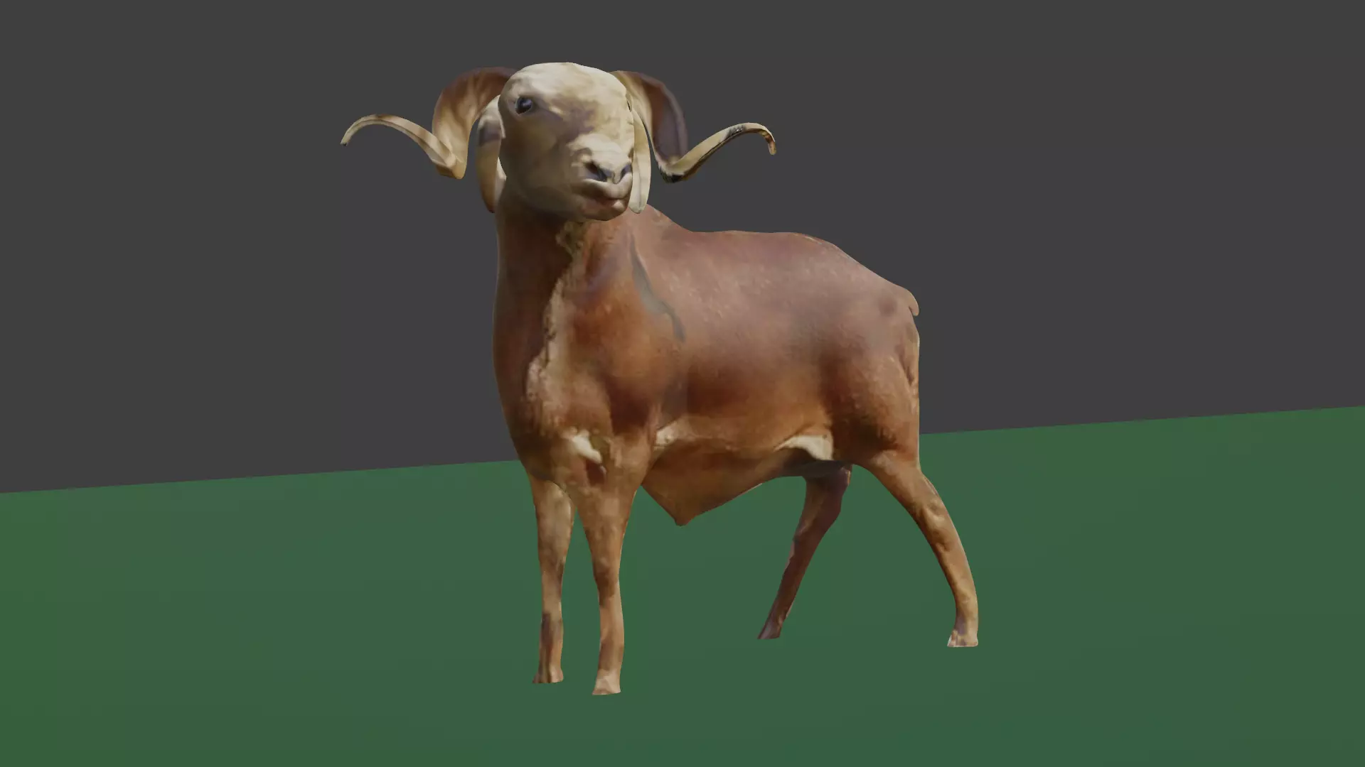 ram goat Free 3D model_0