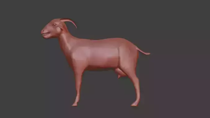 white goat