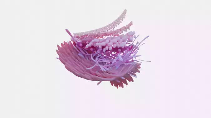 Epidermis Free 3D model