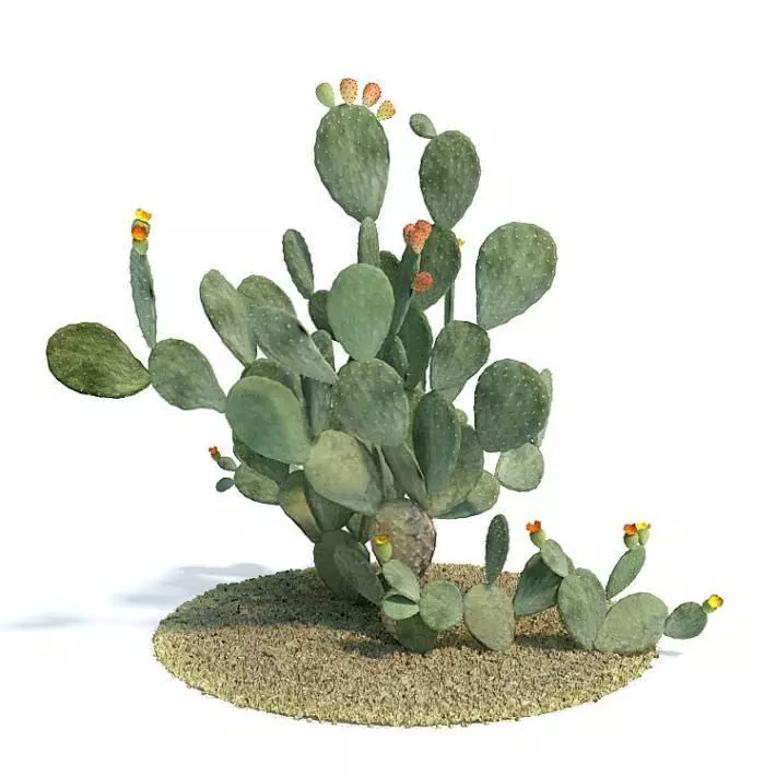 Green Cactus With Flowers 3D model_0