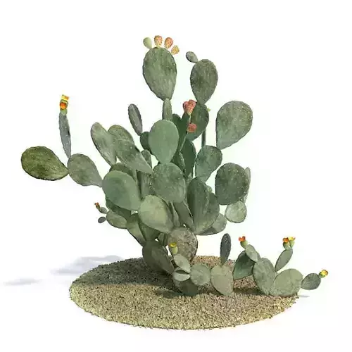 Green Cactus With Flowers