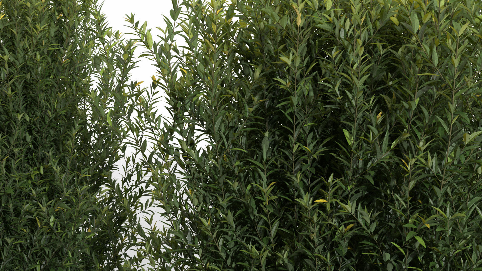 Trimmed Bushes V01 3D model_4