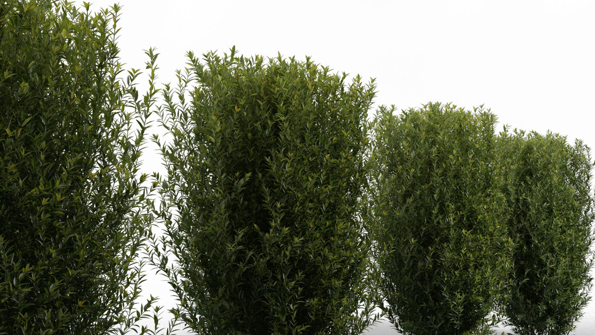 Trimmed Bushes V01 3D model_5