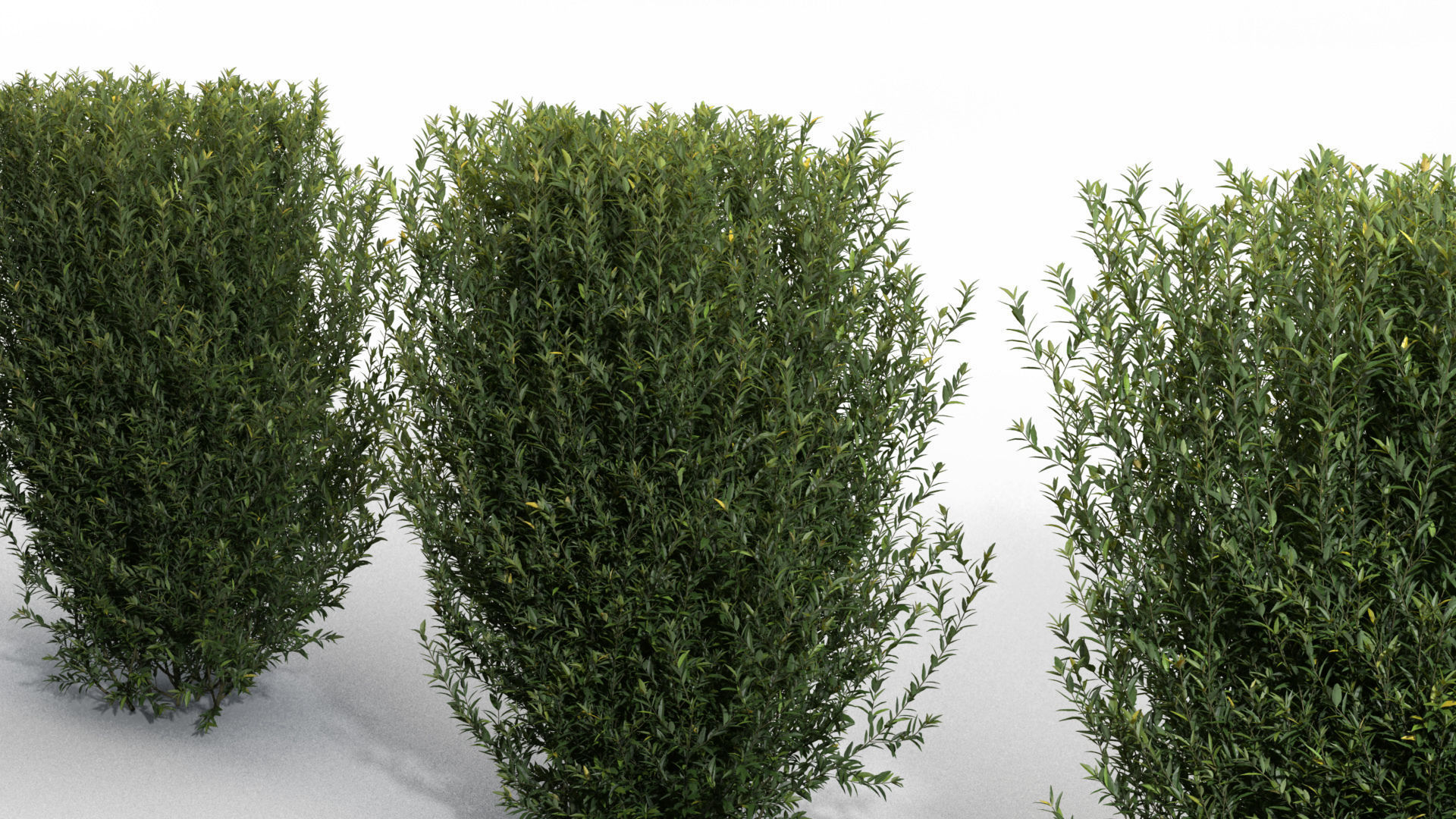 Trimmed Bushes V01 3D model_3