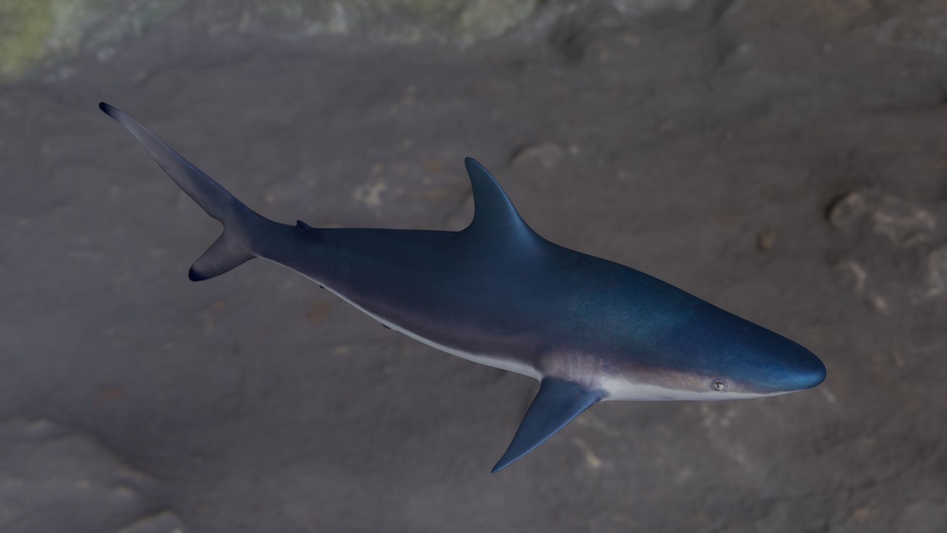 Spottail shark animated Low-poly 3D model_26