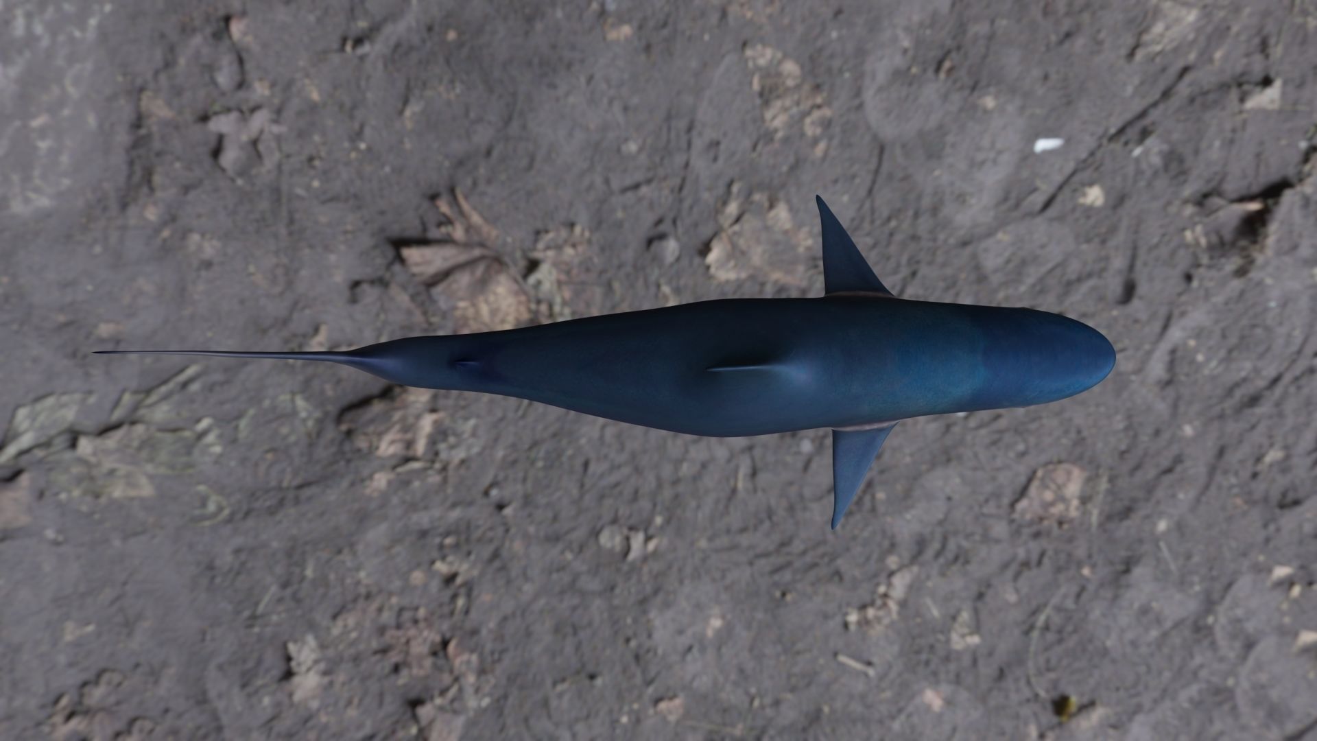 Spottail shark animated Low-poly 3D model_16