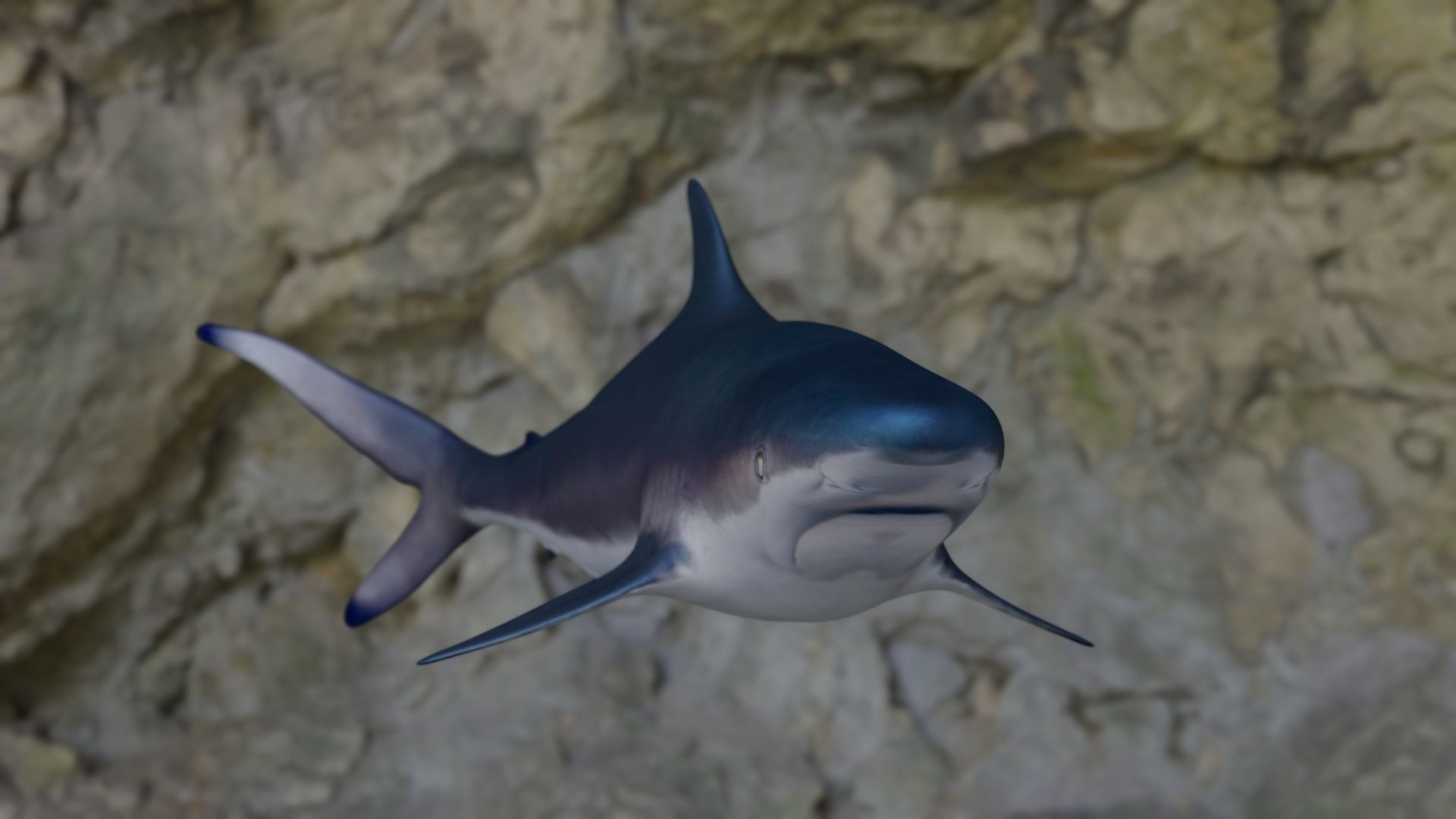 Spottail shark animated Low-poly 3D model_5