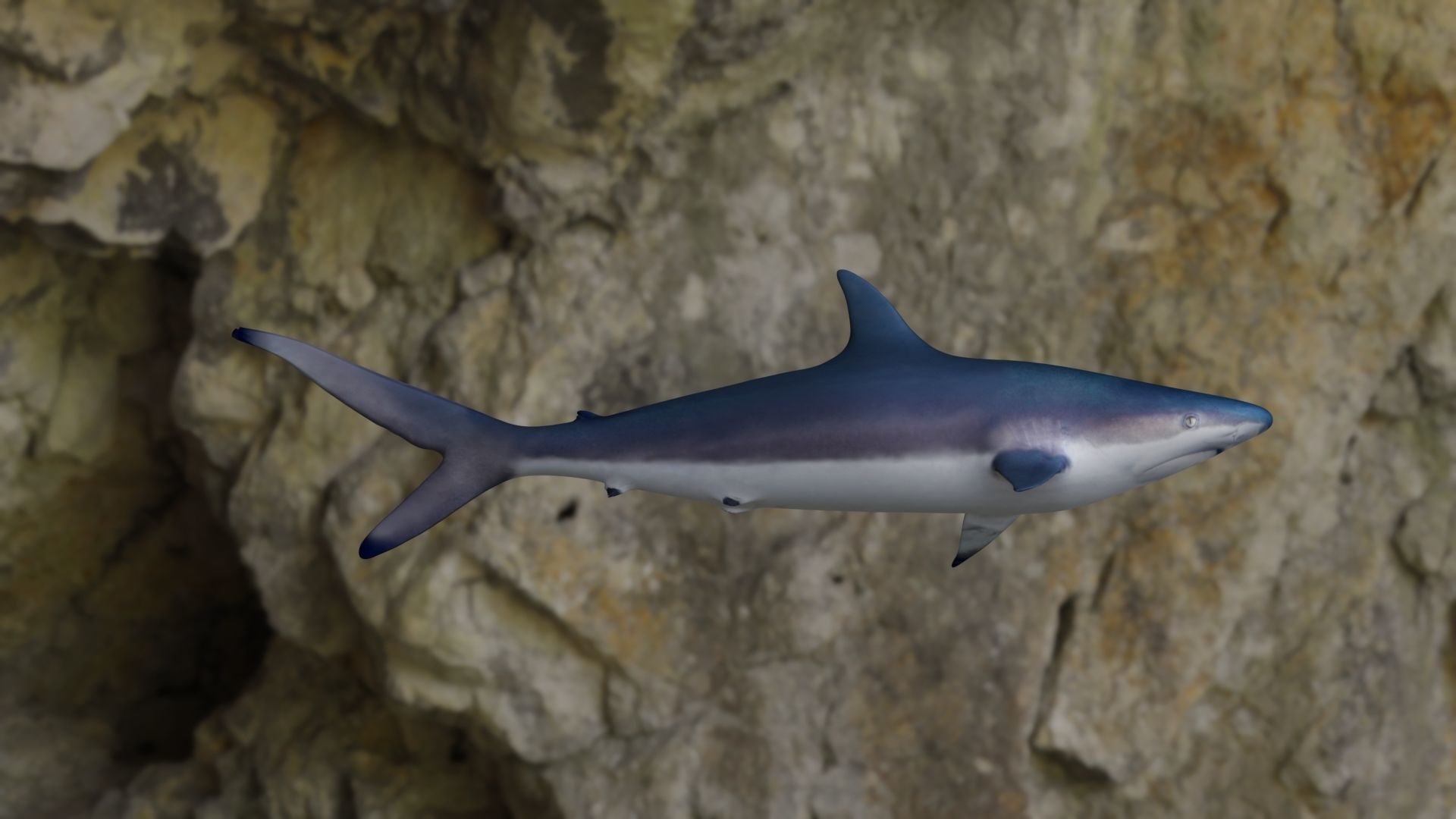 Spottail shark animated Low-poly 3D model_17
