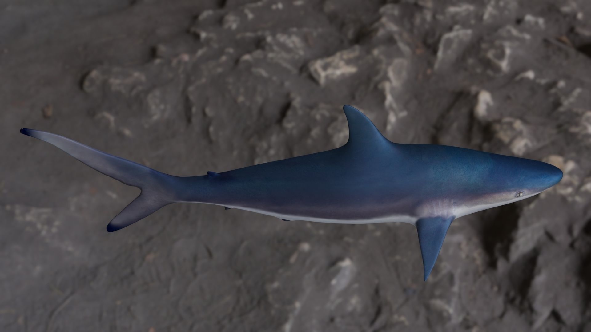 Spottail shark animated Low-poly 3D model_1