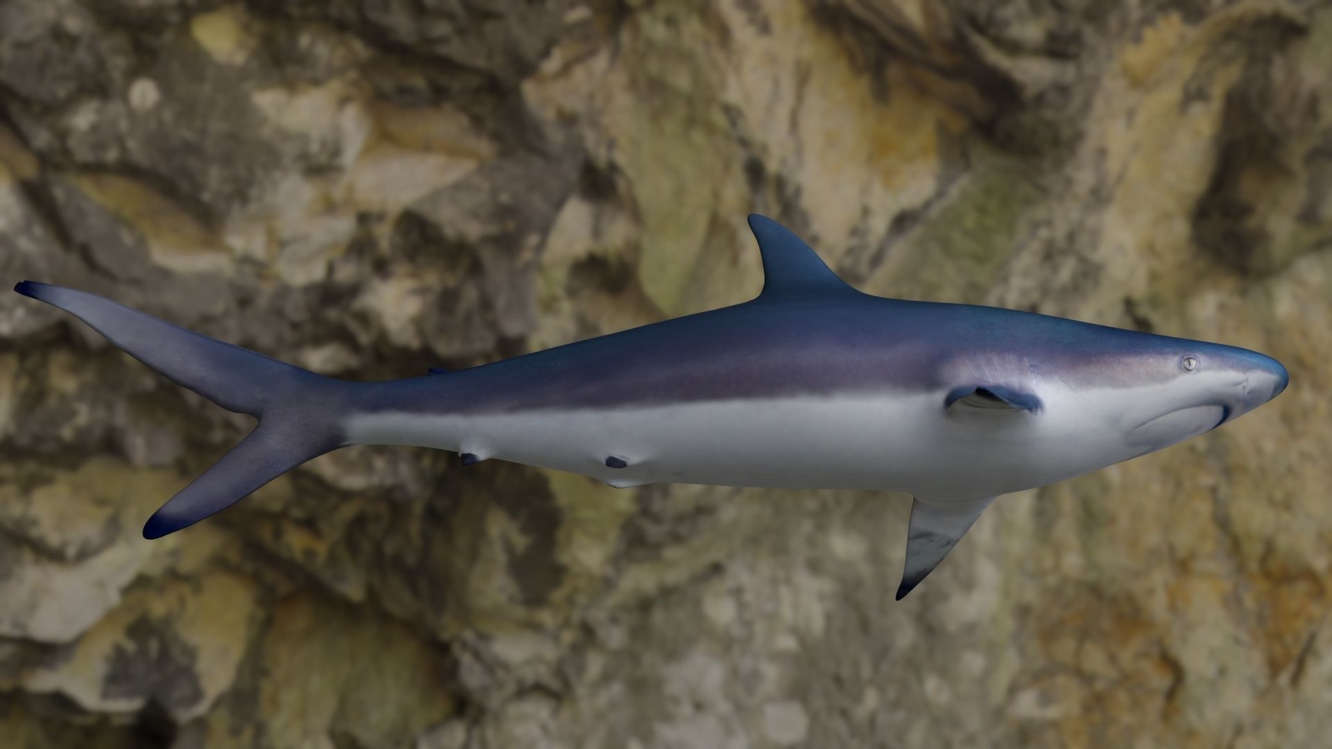 Spottail shark animated Low-poly 3D model_27