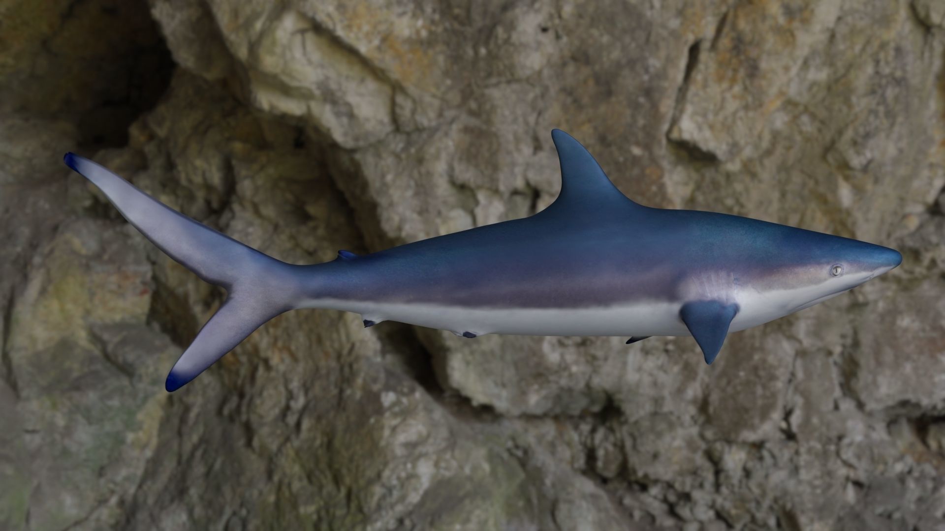 Spottail shark animated Low-poly 3D model_6