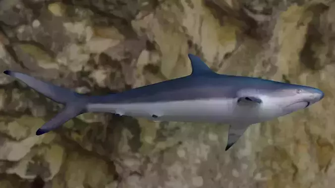 Spottail shark animated Low-poly 3D model Spottail shark animated Low-poly 3D model