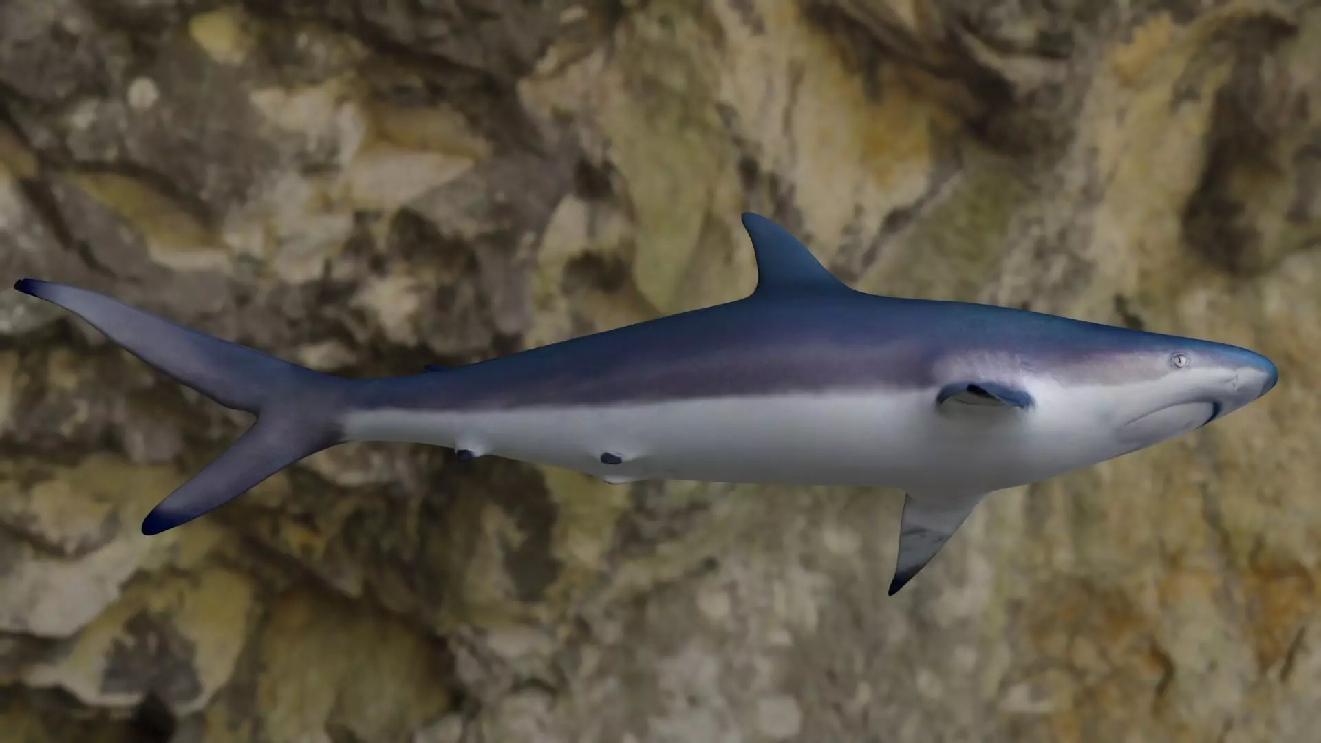 Spottail shark animated Low-poly 3D model_0