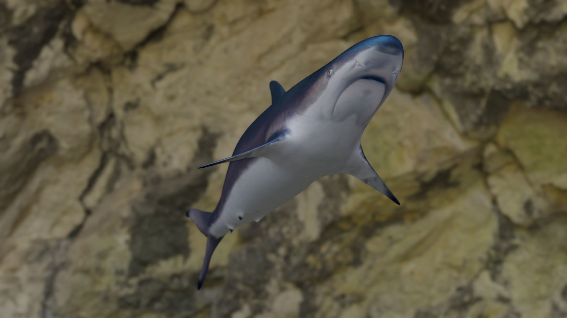 Spottail shark animated Low-poly 3D model_25