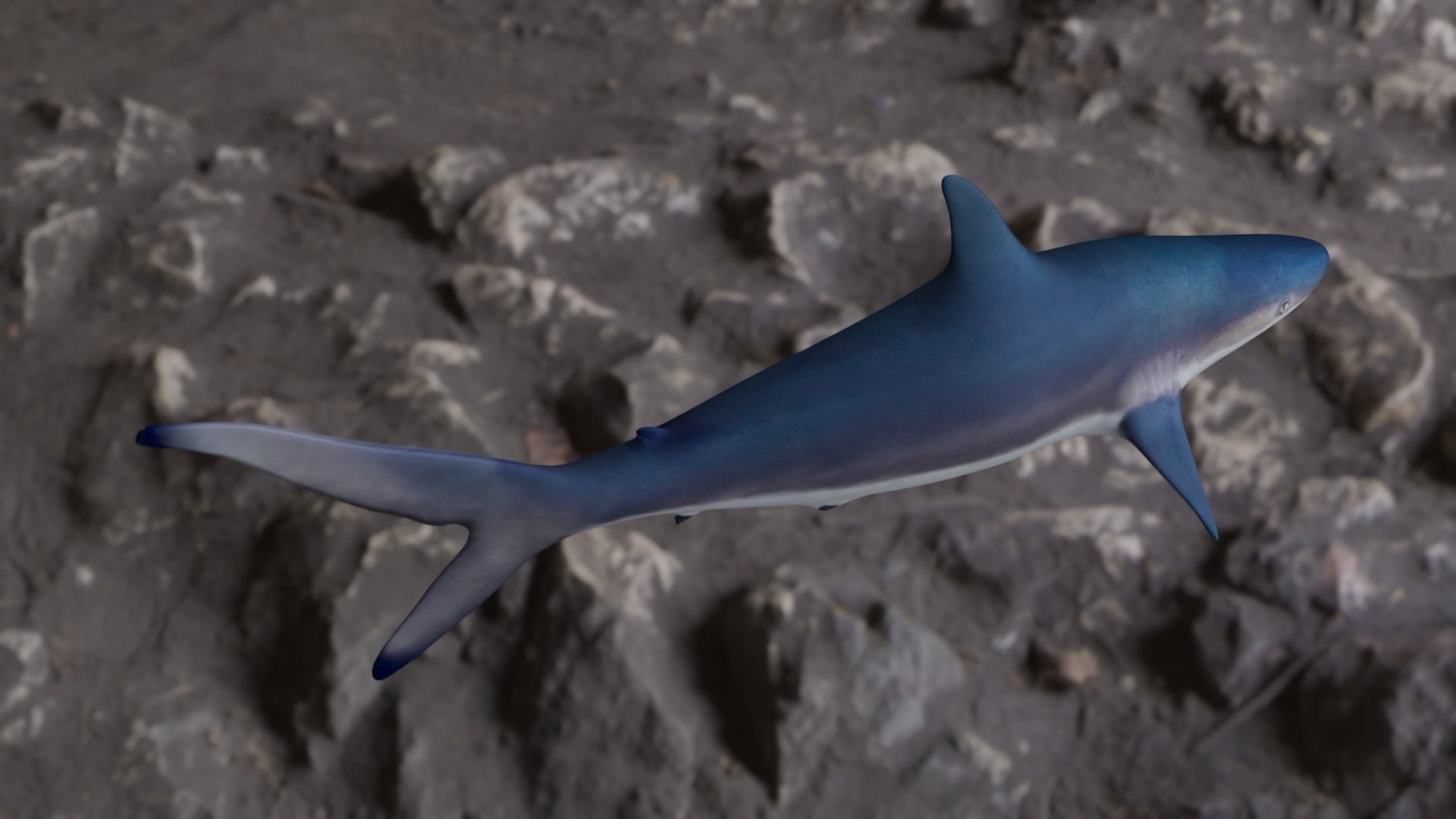 Spottail shark animated Low-poly 3D model_11
