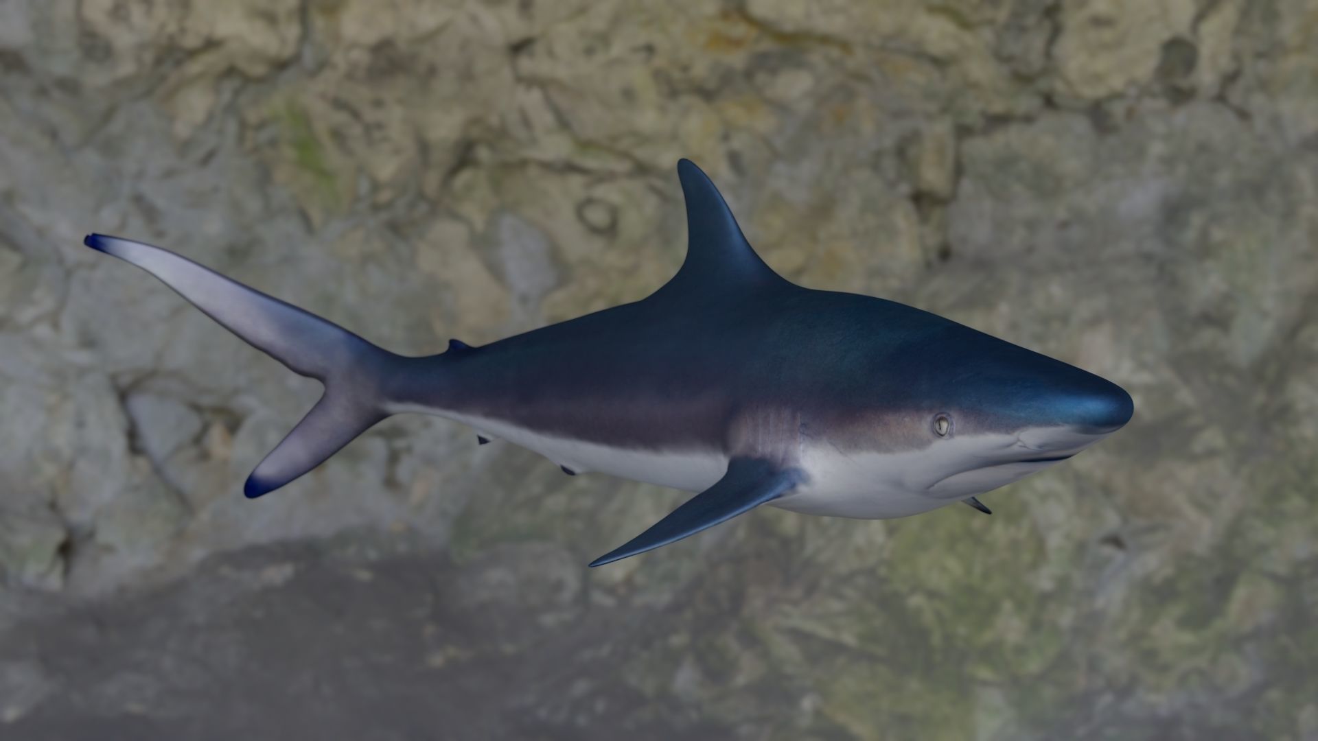 Spottail shark animated Low-poly 3D model_10