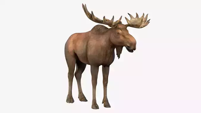 Moose