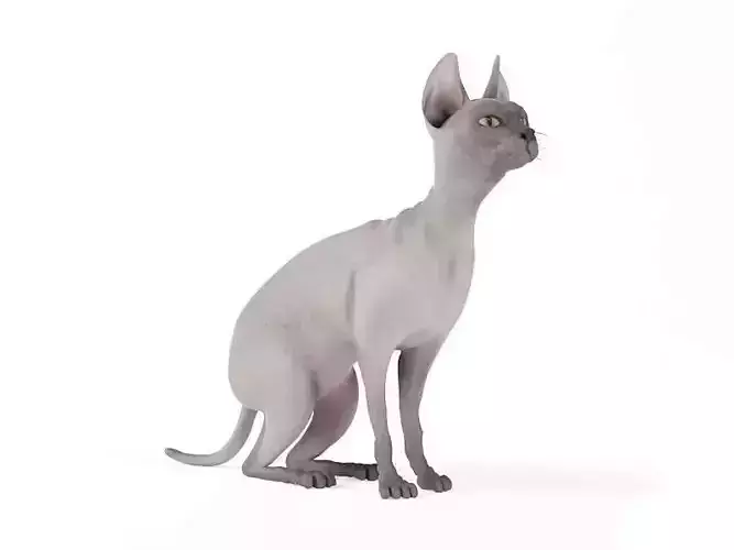 White Hairless Cat