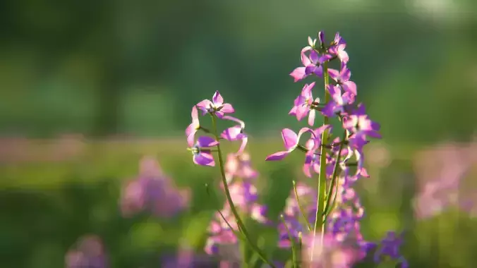 Violet Flower VFX Grace 3D model