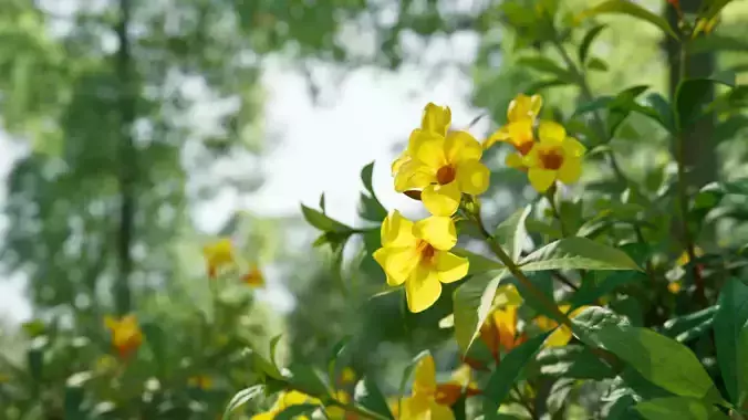 Allamanda cathartica VFX Grace