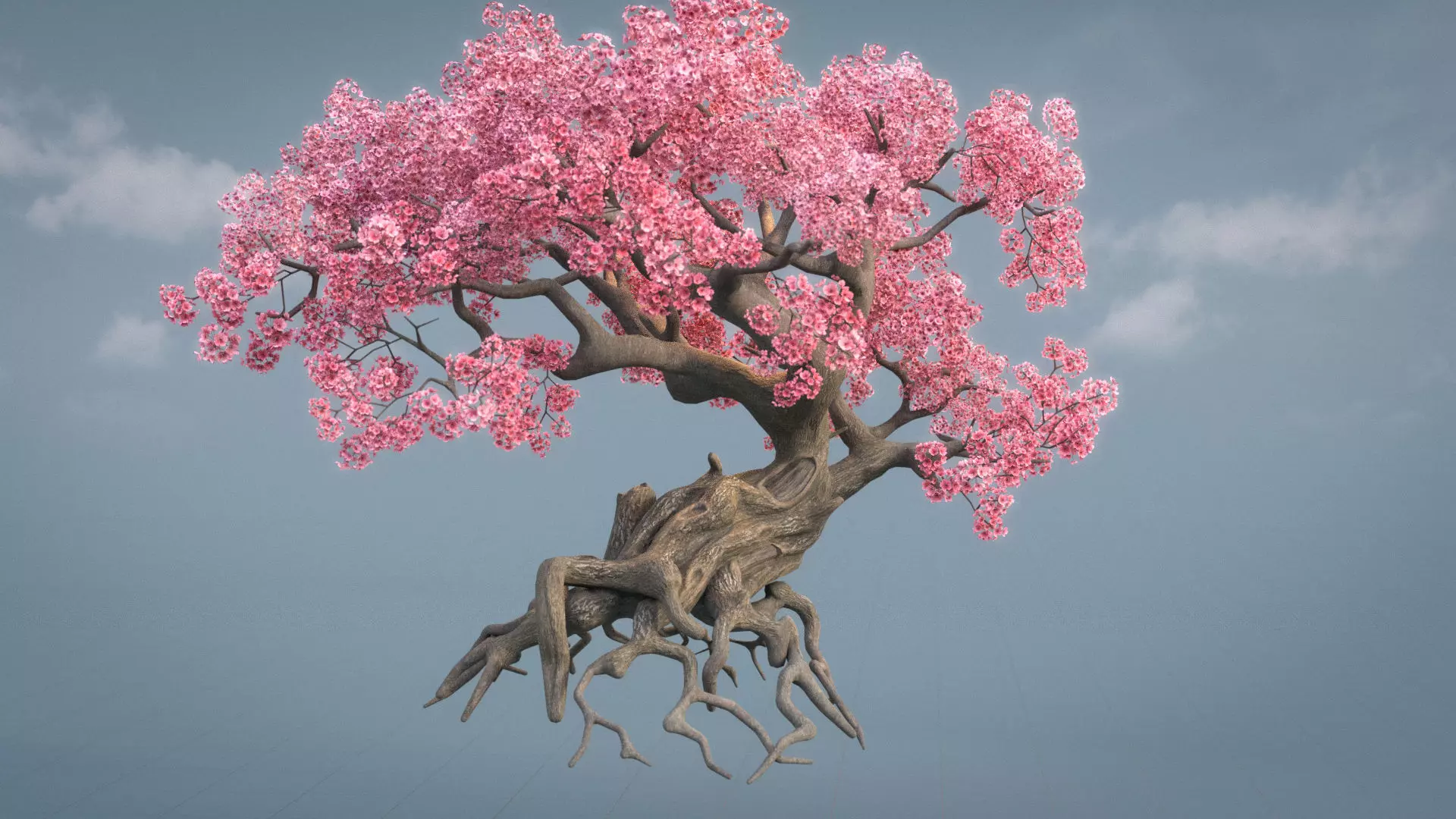 Ancient cherry blossoms or Sakura or Prunus Cerasus Low-poly 3D model_0