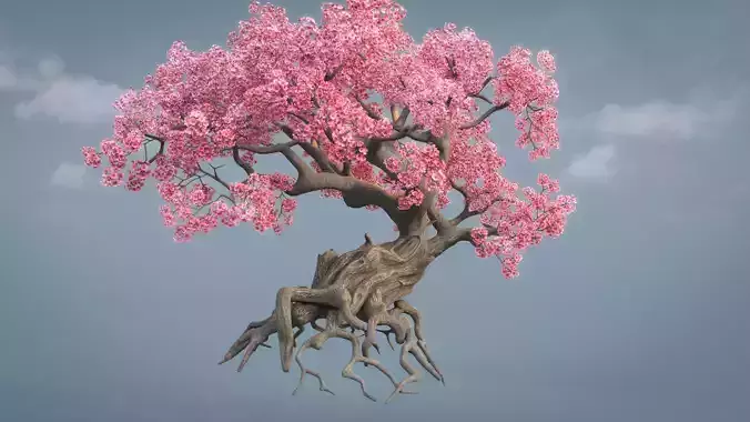  Ancient cherry blossoms or Sakura or Prunus Cerasus Low-poly 3D model