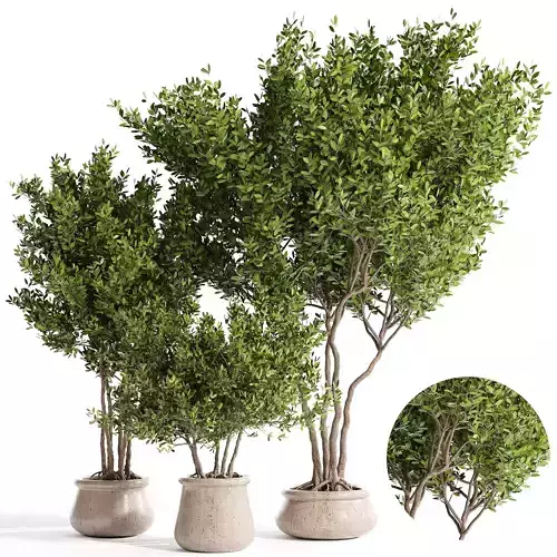 Indoor plant collection 16