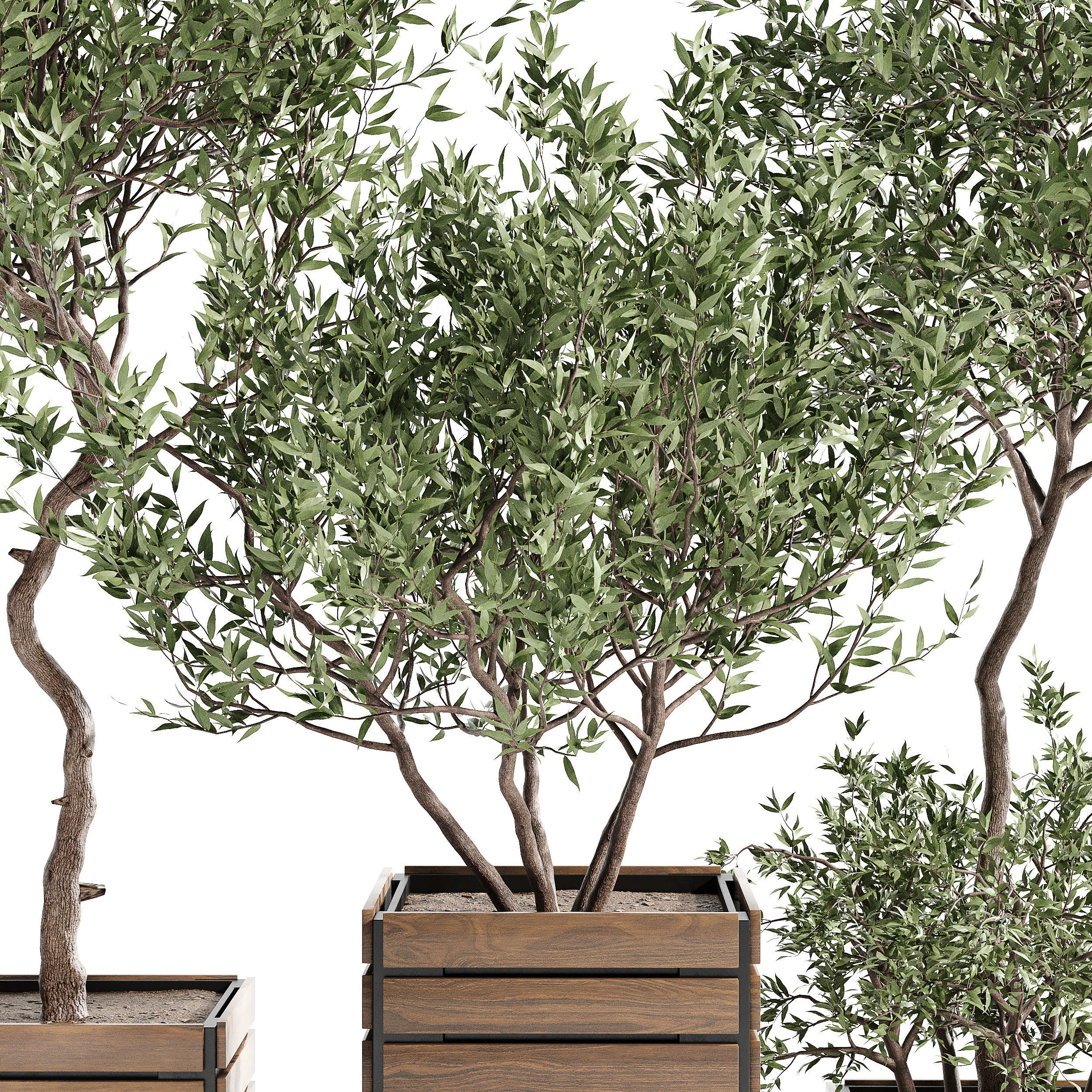 Indoor plant collection 17 3D model_1