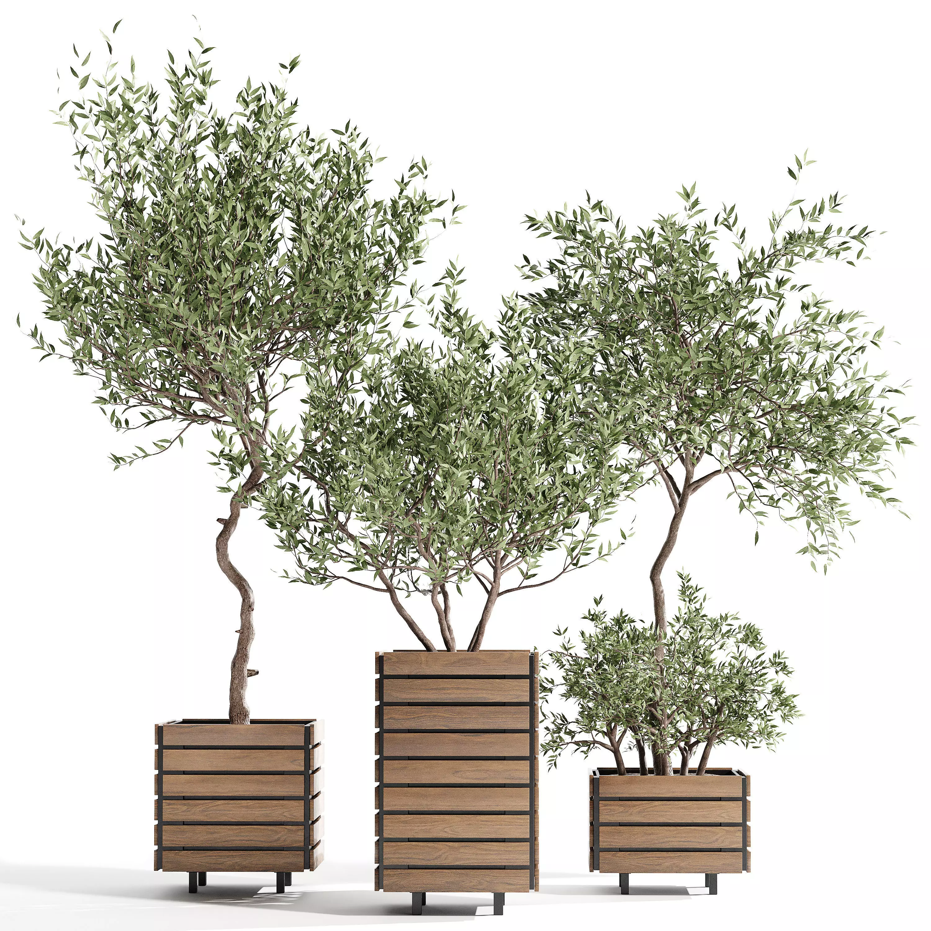 Indoor plant collection 17 3D model_0