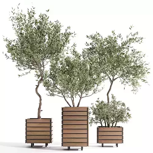 Indoor plant collection 17