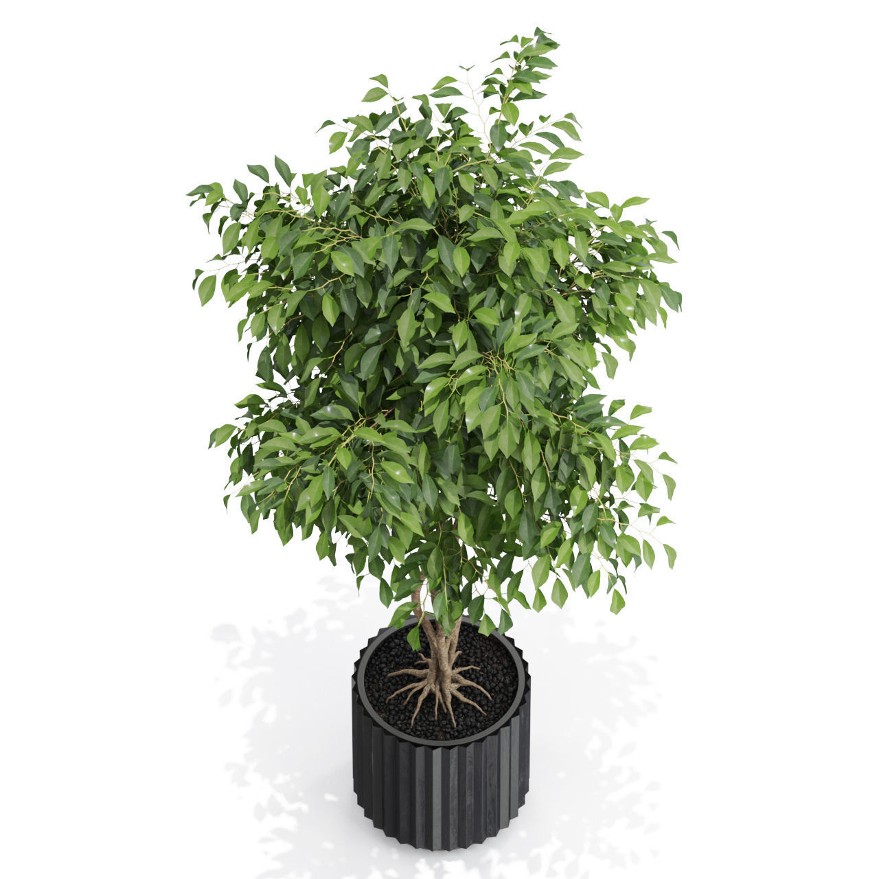 Plants collection 581 3D model_2