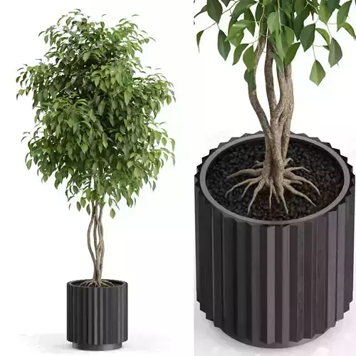 Plants collection 581 3D model
